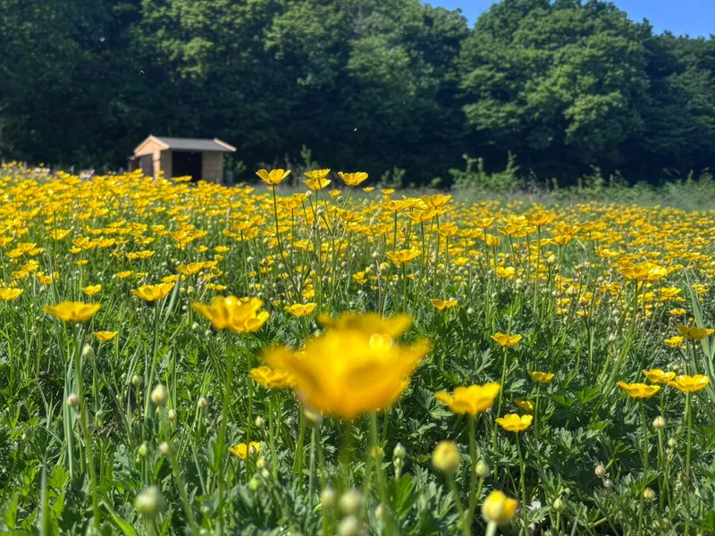 Buttercup meadow in full bloom at Maypole Farm — a calm and beautiful outdoor environment