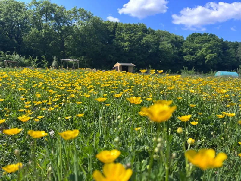 Calm farm environment at Maypole Farm