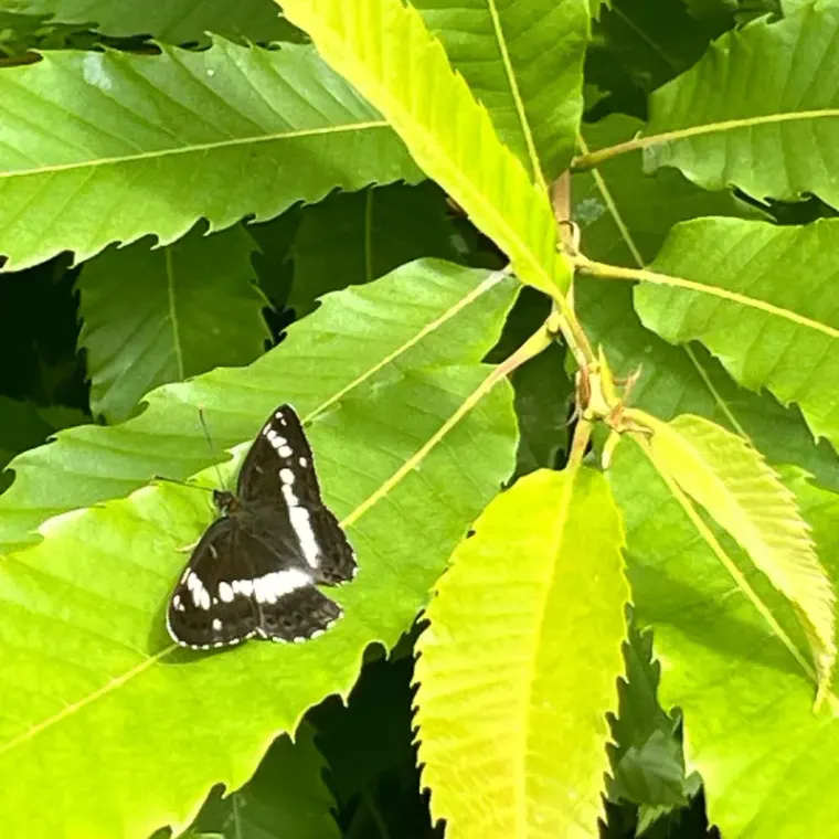 Growing and gardening at Maypole Farm