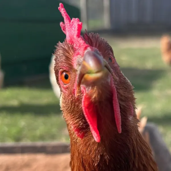 Chicken at Maypole Farm