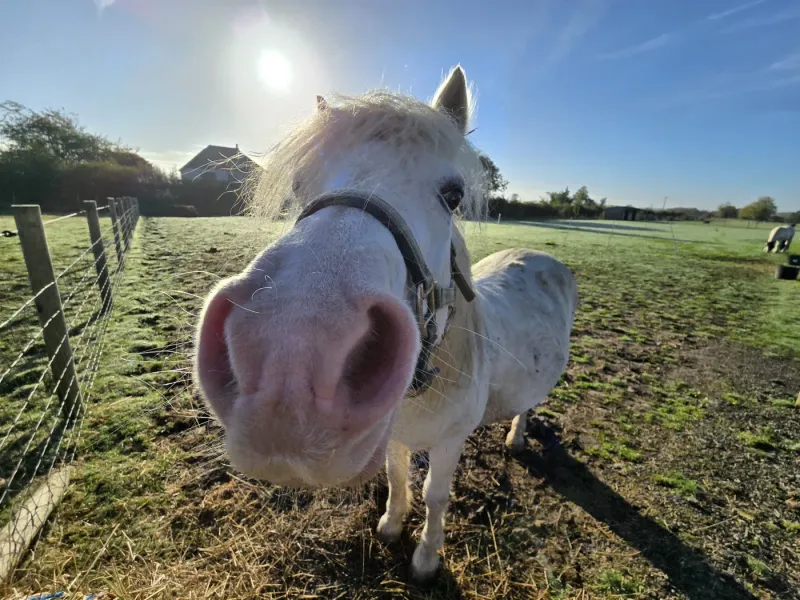 Farm animals at Maypole Farm