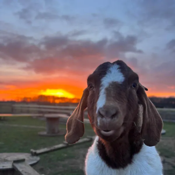 Goat at sunset at Maypole Farm