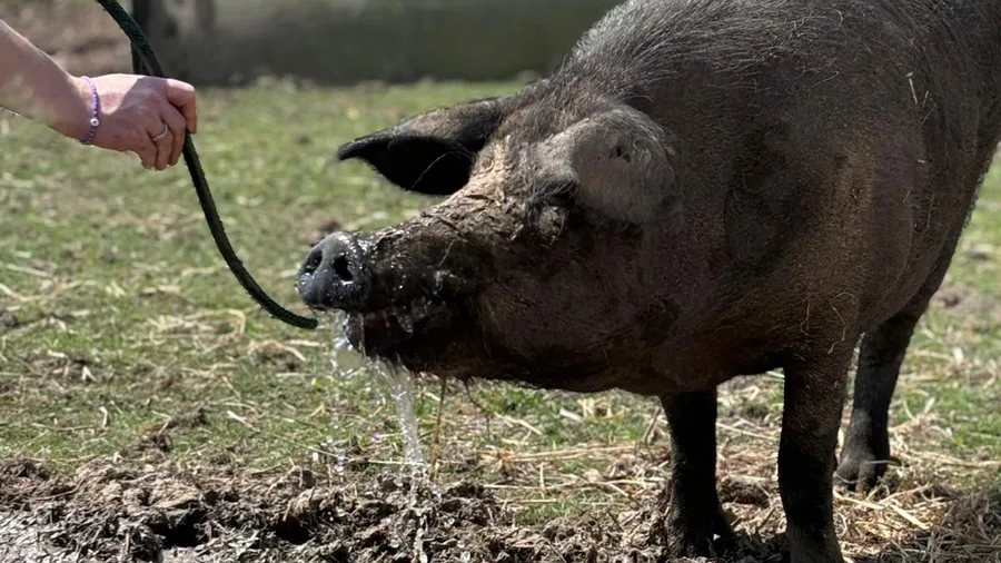 Pig drinking at Maypole Farm — animal care is central to our outdoor provision