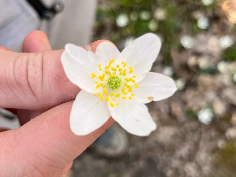 Wildflowers in the meadow at Maypole Farm — connecting children with the natural environment
